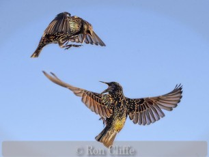 Angry Starlings