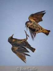 Battling Starlings