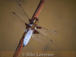Broad Bodied Chaser-