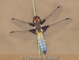 Broad bodied chaser over pond