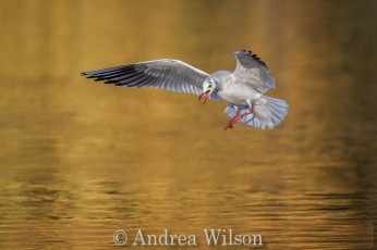 Commended_Andrea Wilson_Autumnal black headed gull