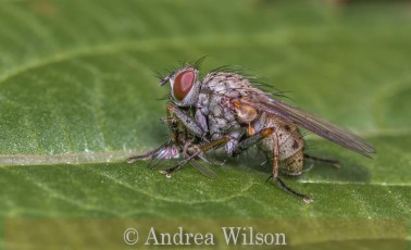 Commended_Andrea Wilson_Female Coensia tigrim