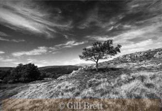 Commended_Gill Brett_Windswept