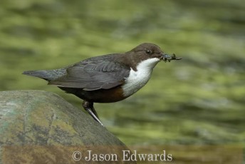 Commended_Jason Edwards_A Dipper with insect food.