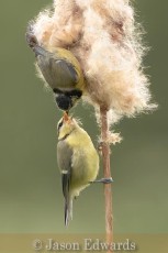 Commended_Jason Edwards_A blue tit feeding its young.