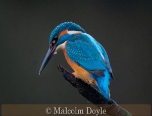 Commended_Malcolm Doyle_Kingfisher