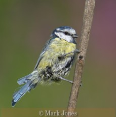 Commended_Mark Jones_Blue tit