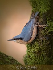 Commended_Ron Cliffe_Nuthatch