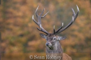 Commended_Sean Rooney_Autumnal Stag