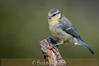 Commended_Sean Rooney_Blue tit - (Cyanistes caeruleus)