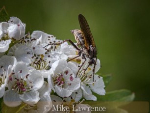 Dance Fly - Empidinae Feeding on Nectar