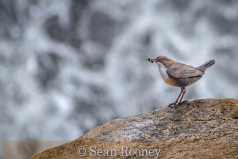 Dipper by waterfall1