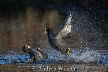 Fighting Coots