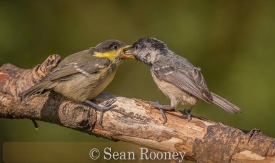 Great tit - ( Parus major) feeding young