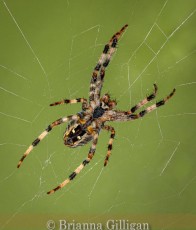 Highly Commended_Brianna Gilligan_Garden spider