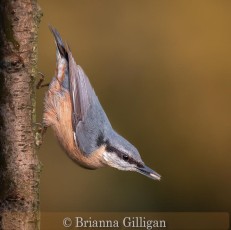 Highly Commended_Brianna Gilligan_Nuthatch