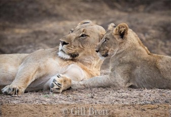 Highly Commended_Gill Brett_Madikwe Lions