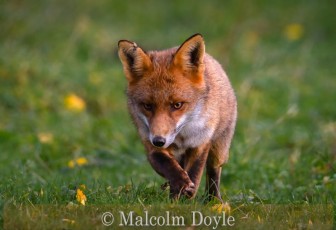 Highly Commended_Malcolm Doyle_Red Fox Hunting