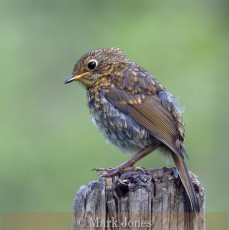 Highly Commended_Mark Jones_Juvenile Robin