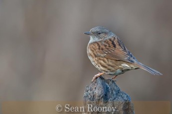 Highly Commended_Sean Rooney_Dunnock