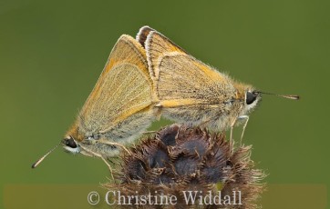 Paired small skippers