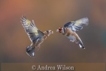 Squabbling goldfinches
