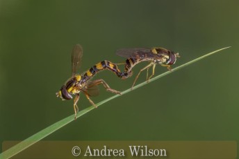 Very Highly Commended_Andrea Wilson_Mating hoverflies