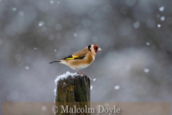 Very Highly Commended_Malcolm Doyle_Goldfinch in the Snow