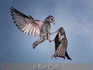 Very Highly Commended_Ron Cliffe_Starling Battle
