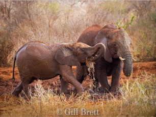 Winner_Gill Brett_Elephant Mudbath