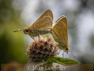 pair of Small Skippers
