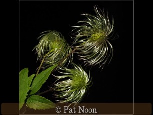 Clematis Seed Heads