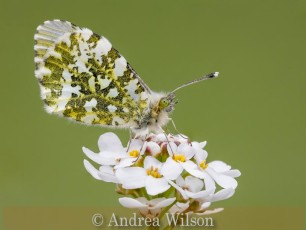 Female Orange Tip Butterfly