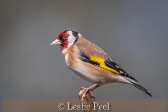 Goldfinch on twig looking cute