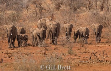 Madikwe Elephant Family