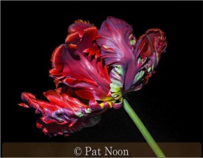 Rembrant Tulip