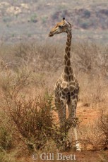 Solitary Giraffe