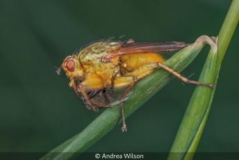 Male Dung Fly Eating