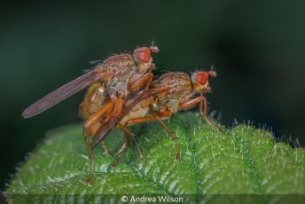 Mating Flies (Scathophaga sp)