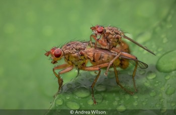 Mating dung flies in the rain