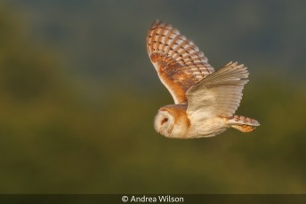 Barn Owl