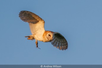 Barn owl with prey