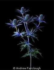 Eryngium 'Big Blue'