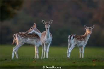 Fallow deer at dawn