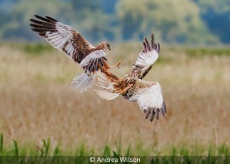Fighting Marsh Harriers