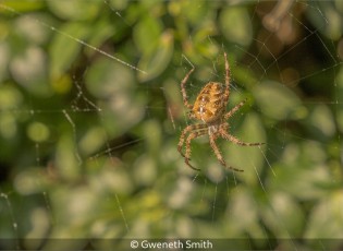 Garden Visitors