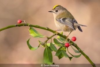 Goldcrest on Holly