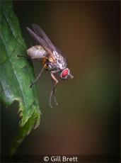 Helina Impuncta