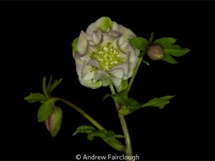 Helleborus orientalis