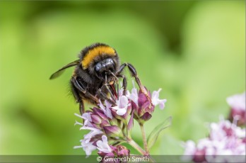 Honey Bee Eating